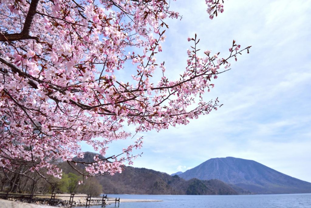 Ritz Carlton Nikko Japan Cherry Blossoms 