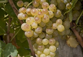 Marsanne grapes in France's Côtes du Rhône region