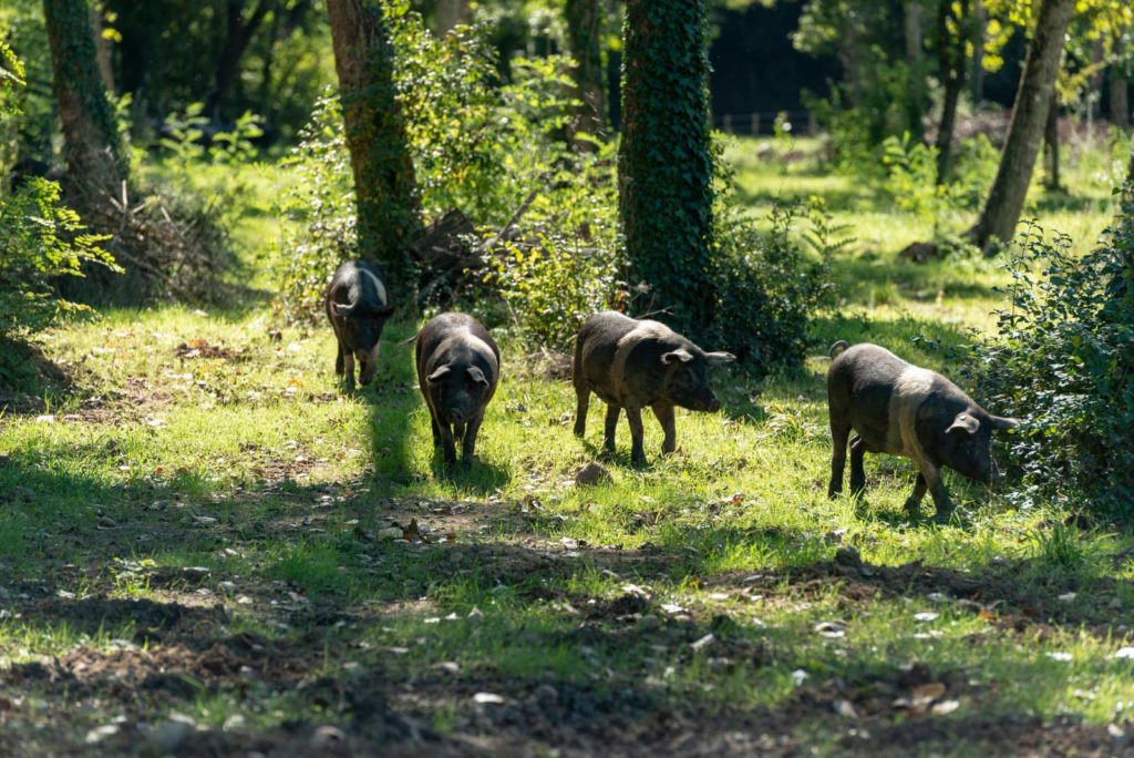 Pigs at  Vignamaggio in the Tuscan Hills of Italy 