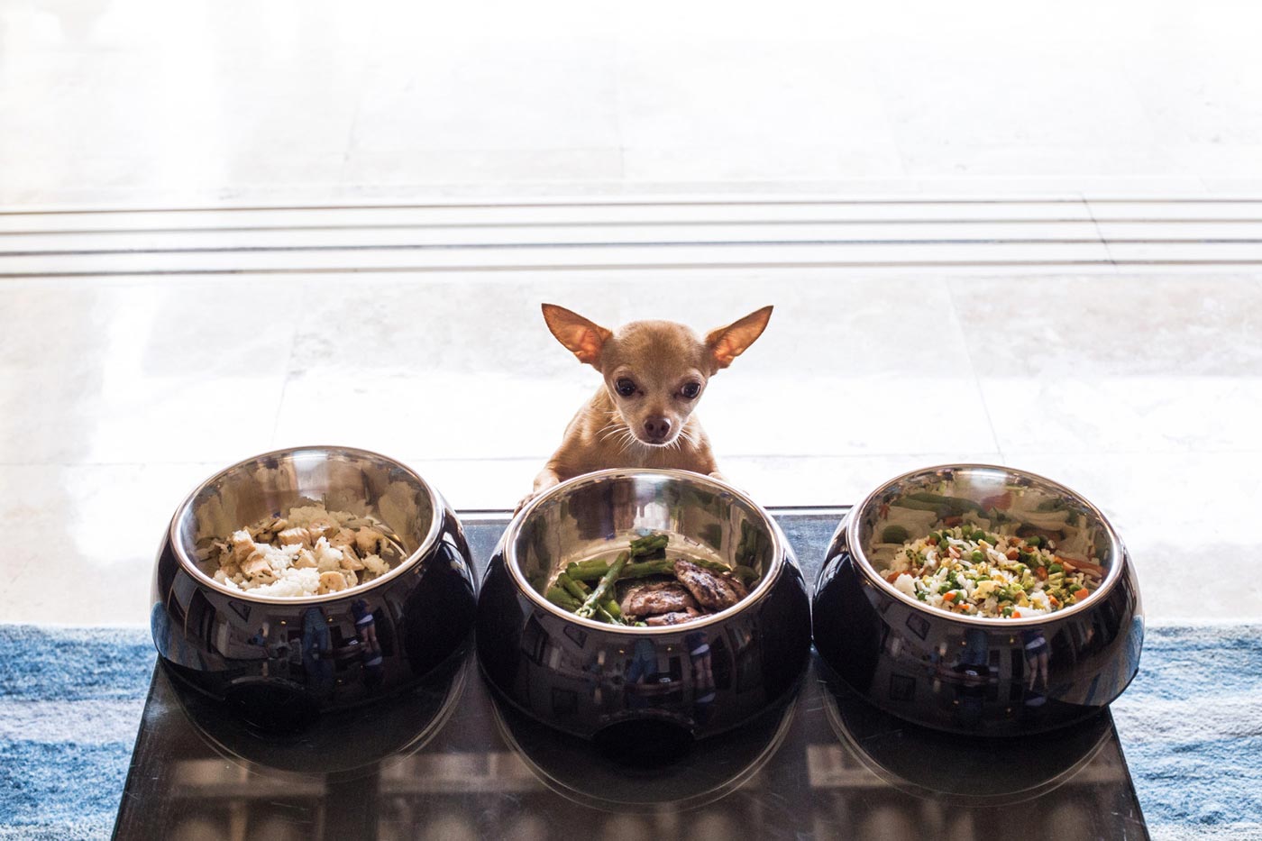 Celebrate National Pet Day at These Hotels