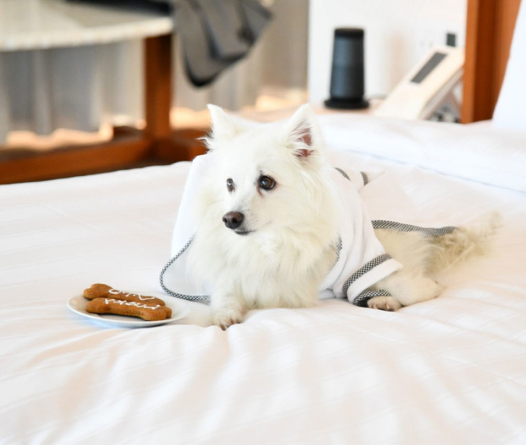 City Style and Living Spring 2023 National Pet Day Lotte Seattle dog on bed