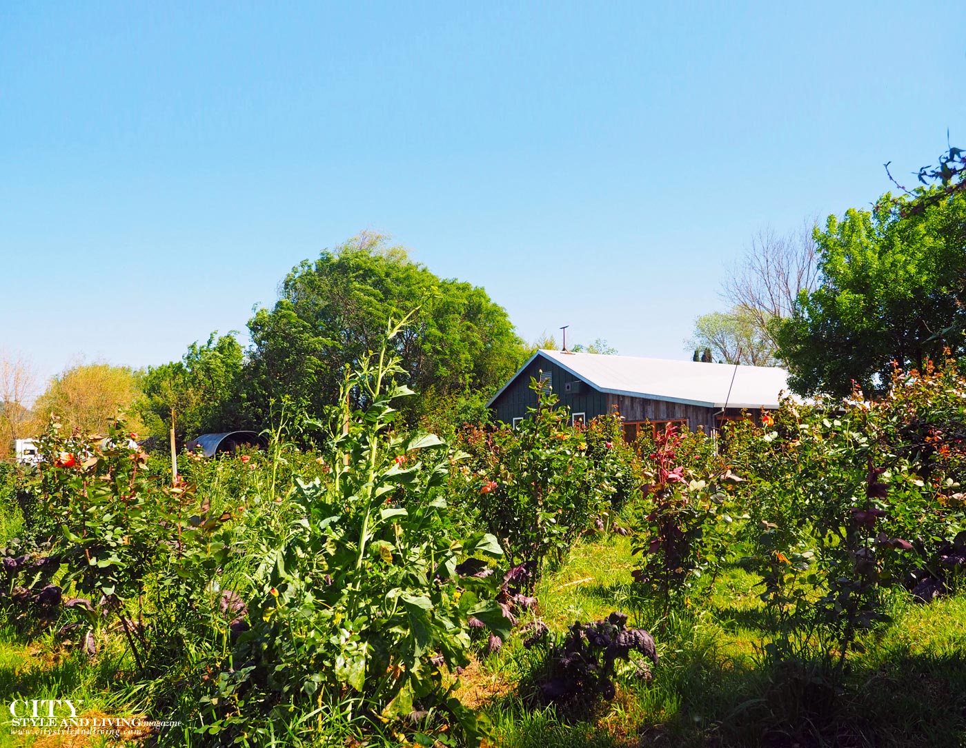 5 Reasons Why Gardening is Beneficial