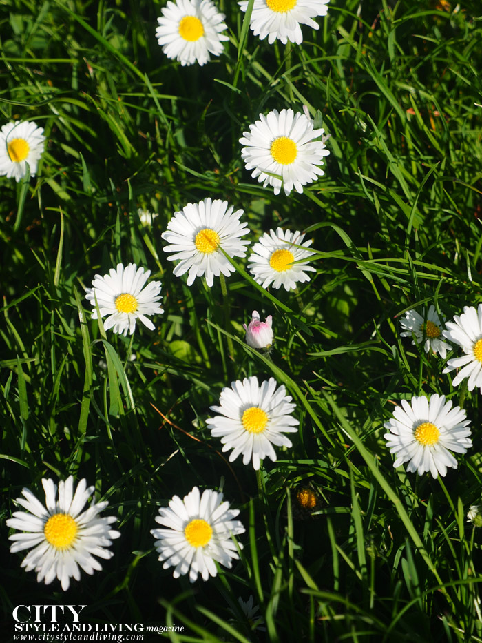 City Style and Living Summer 2023 Backyard Bliss and What to Plant Now daisies