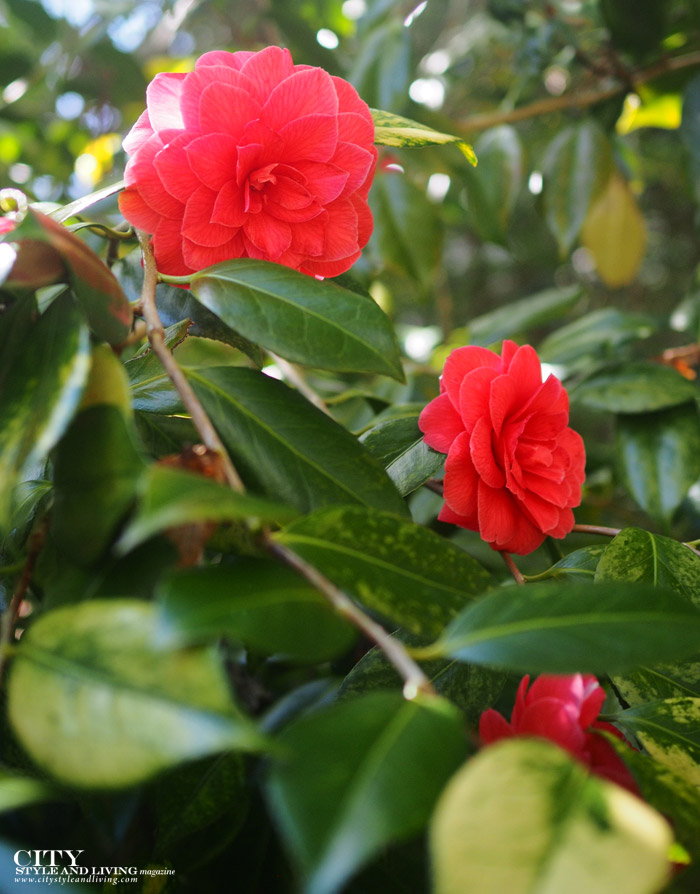 City Style and Living Summer 2023 Backyard Bliss and What to Plant Now red camelias
