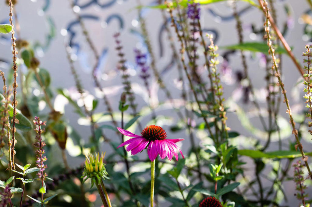 City Style and Living Summer 2023 Best dementia-friendly plants purple coneflower