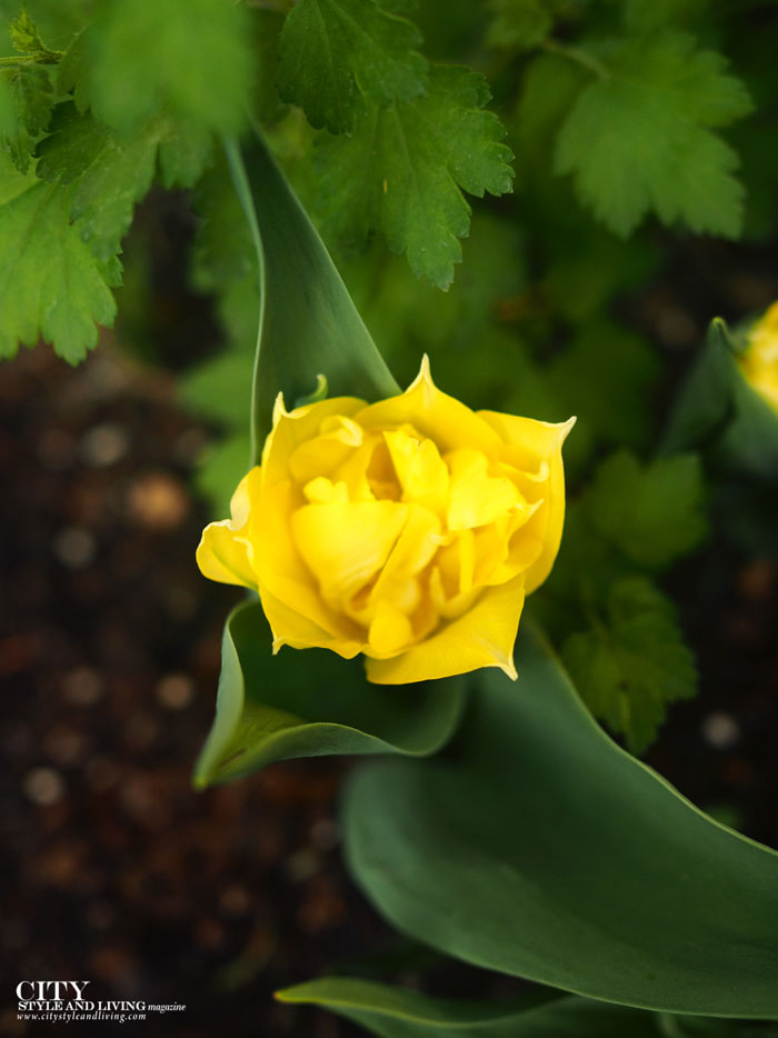 City Style and Living Summer 2023 The Secret to Bliss: The Little Things yellow scented tulip
