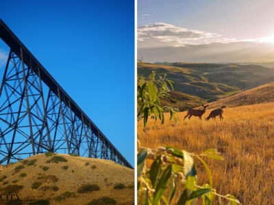 City Style and Living Winter 2023 What to See, Eat and Do on a Weekend in Lethbridge, Alberta trestle bridge and coulees with deer