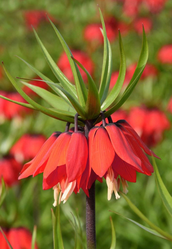 City Style and Living 6 of Your Winter Gardening Questions Answered West Coast Seeds Florissa Fritillaria-Red-Beauty