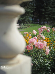 City Style and Living How to Grow Your Own Rose Garden downtown calgary