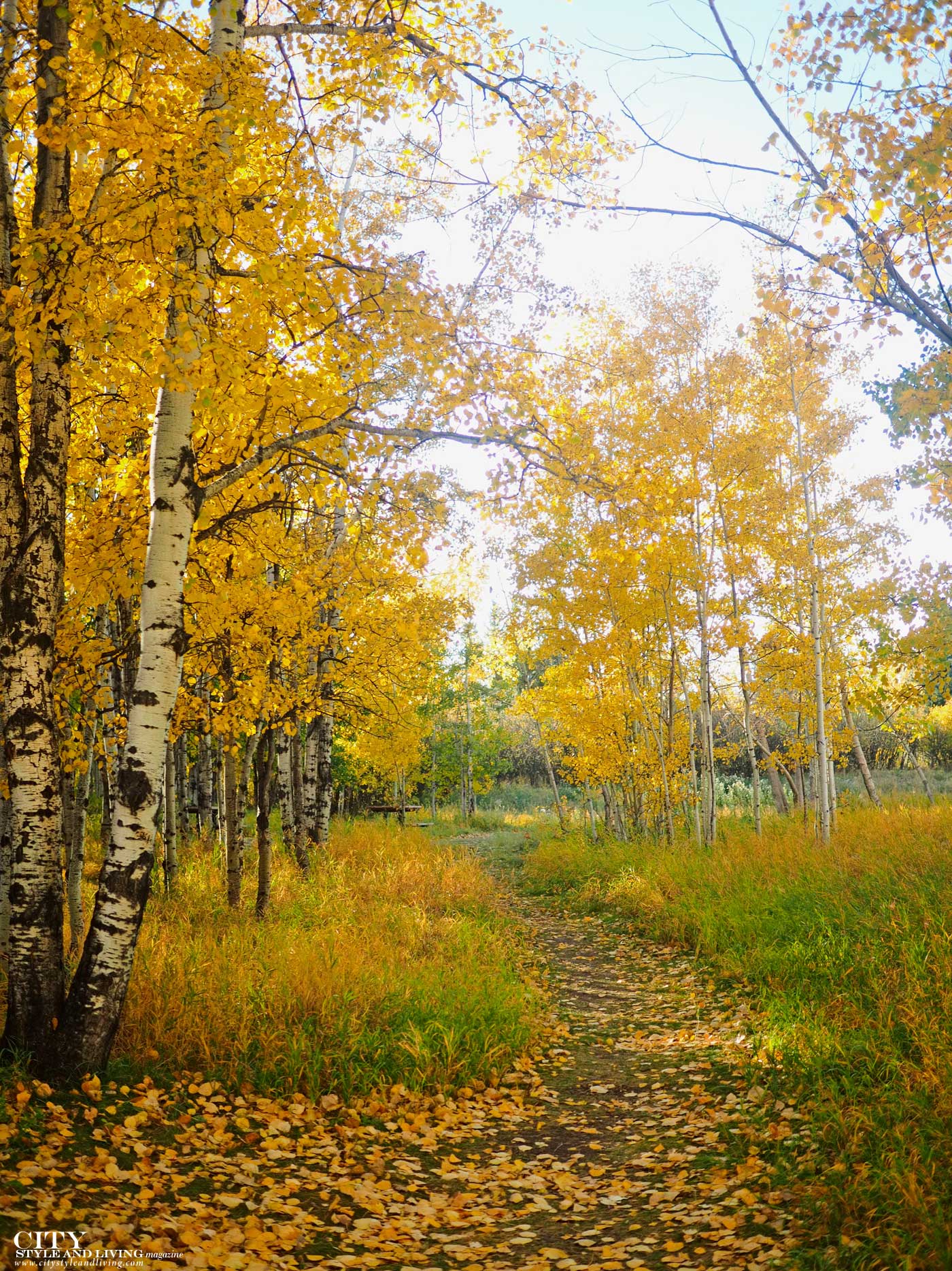 City Style and Living Fall 2024 A Love Letter To Those Who Care Birch Trees Shannon Terrace Calgary