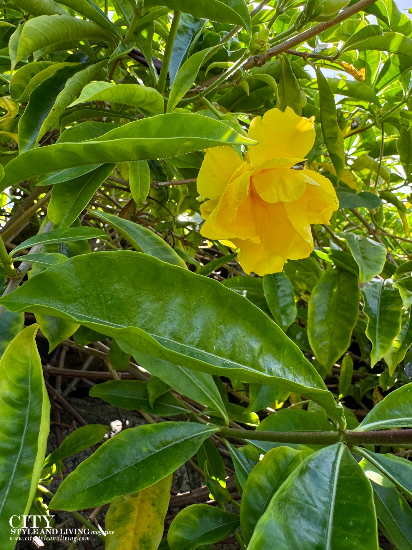 City Style and Living Fall 2024 Hotel L'Esplanade St. Martin Yellow Hibiscus flower