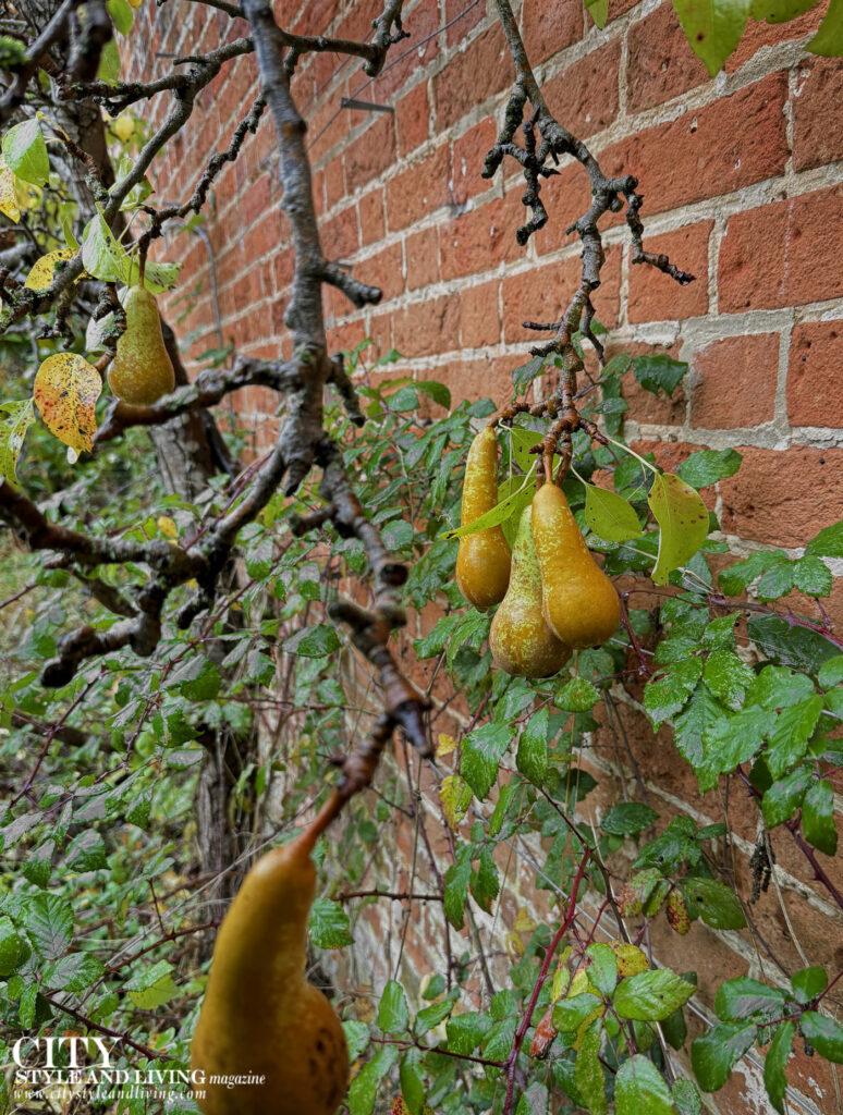 City Style and Living Winter 2024/2025 Hartwell House garden pears espallier