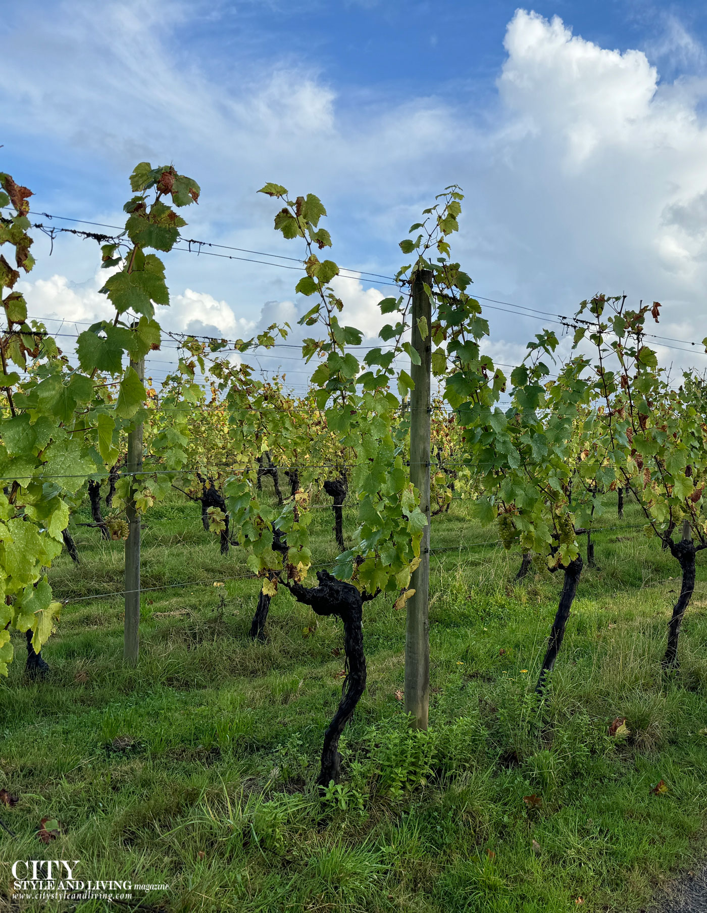 City Style and Living Winter 2024/2025 Britain Takes Centre Stage Ridgeview Vineyards green leaves