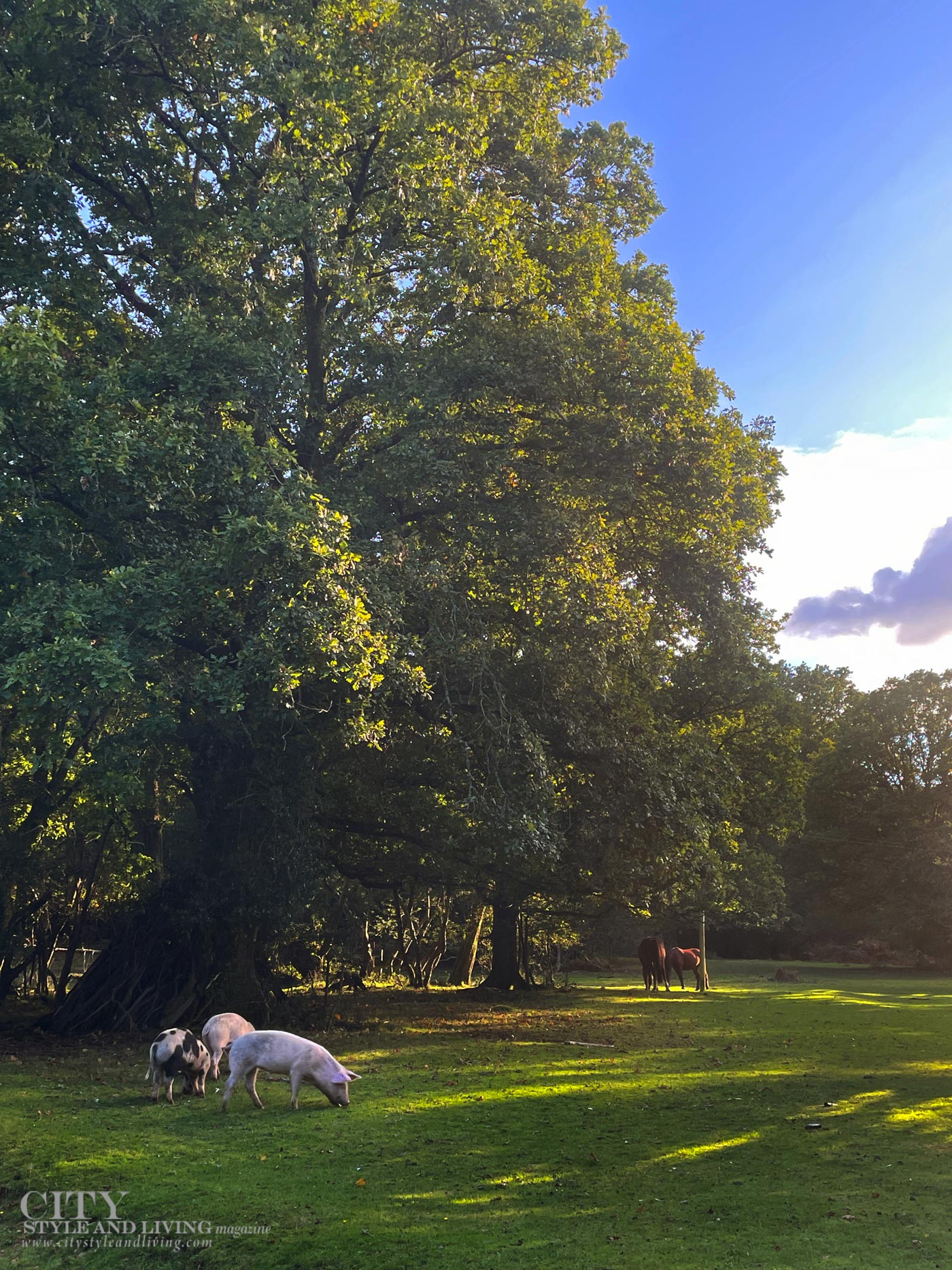 City Style and Living Winter 2024/2025 VRBO New Forest Cottage England Animals at Sunset