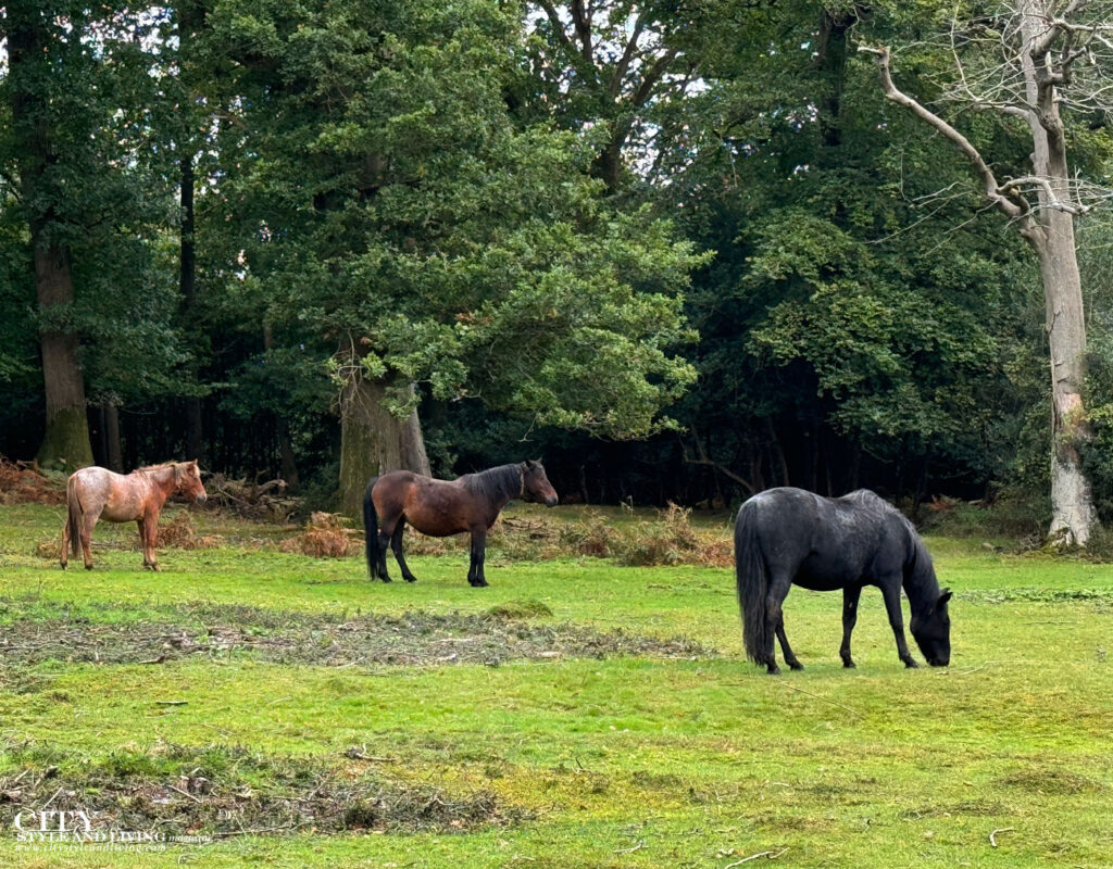 City Style and Living Winter 2024/2025 VRBO New Forest Cottage England Exterior wild horses