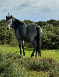 City Style and Living Winter 2024/2025 VRBO New Forest Cottage England Exterior wild black horse looking at camera