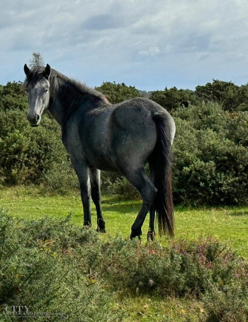 City Style and Living Winter 2024/2025 VRBO New Forest Cottage England Exterior wild black horse looking at camera