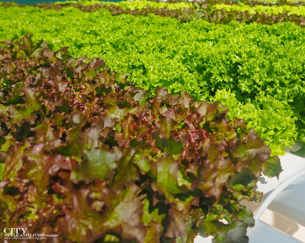 City Style and Living Magazine Key Spring 2025 How to Grow Lettuce Season By Season in Zone 3 Lettuce Growing