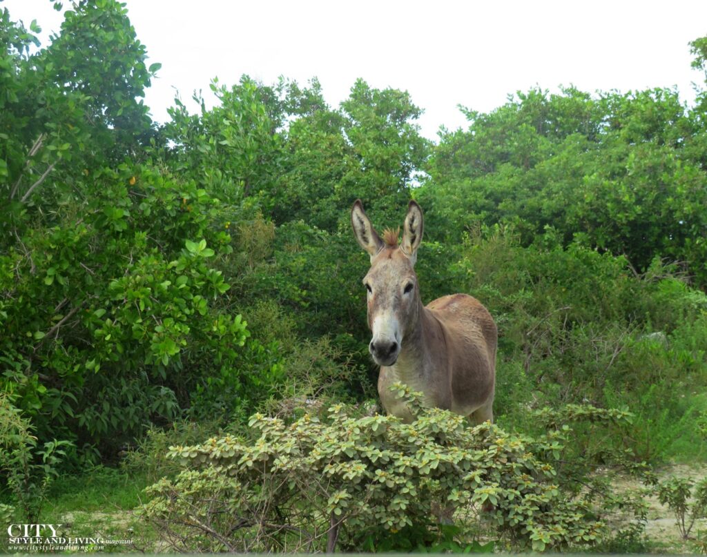 City Style and Living Magazine Spring 2025 Turks and Caicos Donkey in south caicos