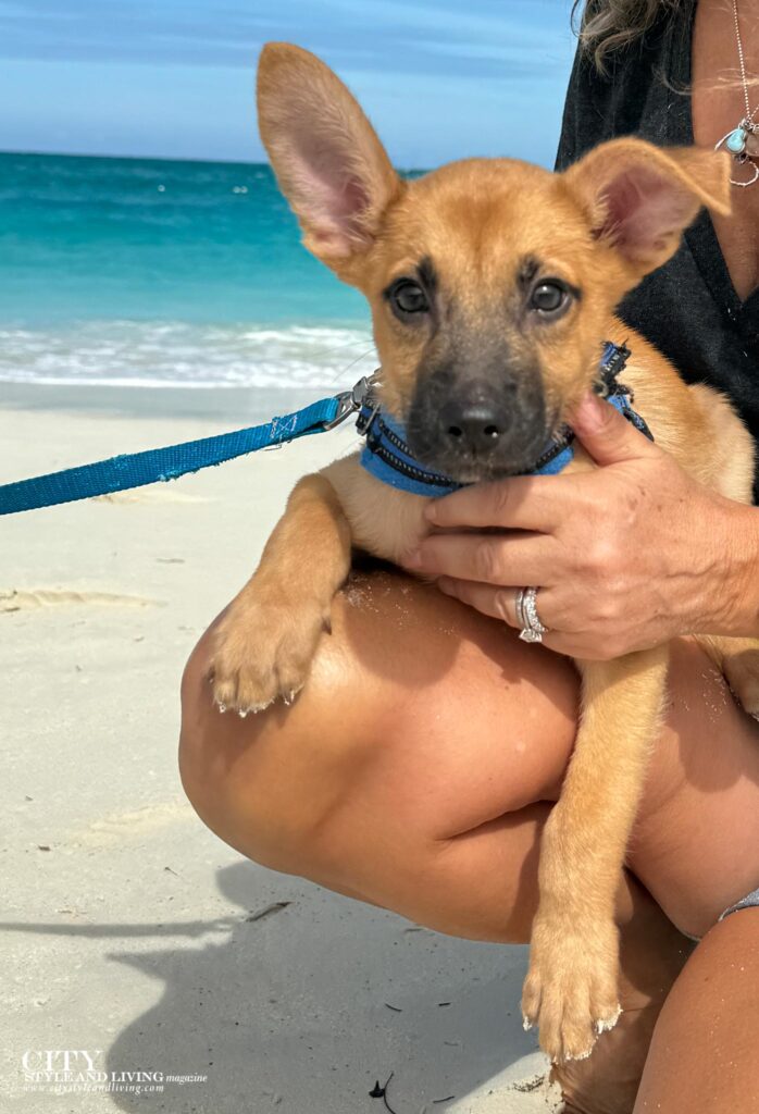 City Style and Living Magazine Spring 2025 Turks and Caicos potcacke place puppy