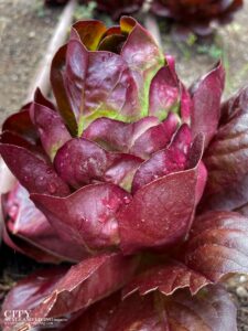City Style and Living Magazine Key Spring 2025 How to Grow Lettuce Season By Season in Zone 3 red lettuce