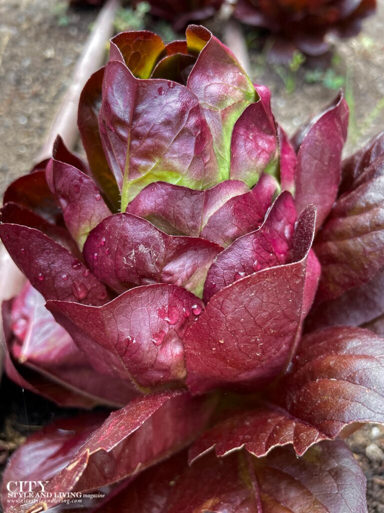 How to Grow Lettuce Season By Season in Zone 3