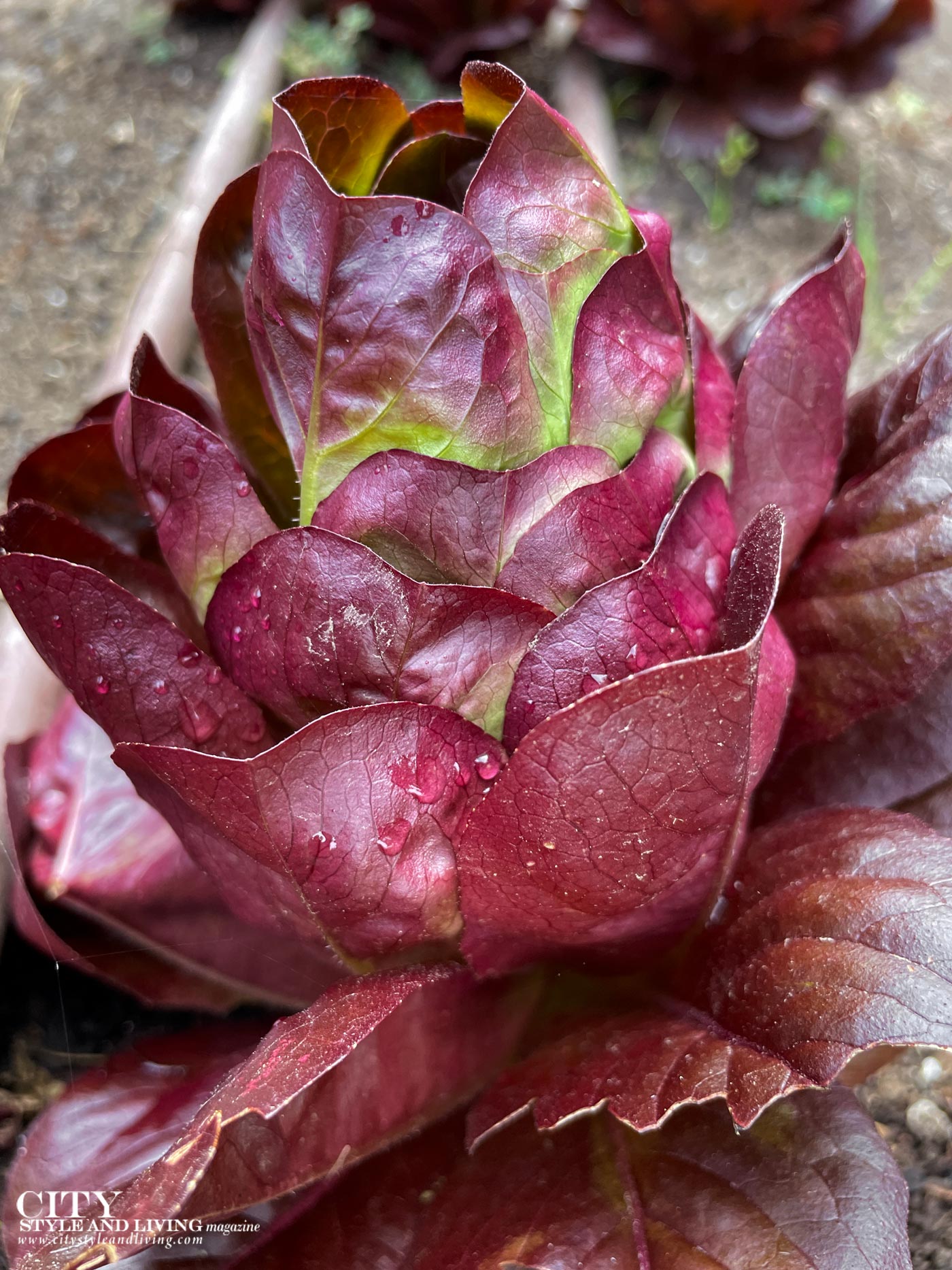 City Style and Living Magazine Key Spring 2025 How to Grow Lettuce Season By Season in Zone 3 red lettuce