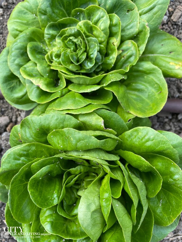 City Style and Living Magazine Key Spring 2025 How to Grow Lettuce Season By Season in Zone 3 green lettuce
