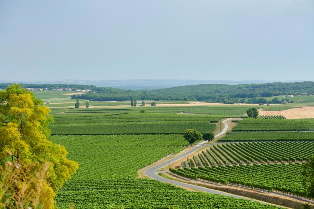 City Style and Living Magazine Summer 2025 Cognac France Vineyards Landscape Blue Sky