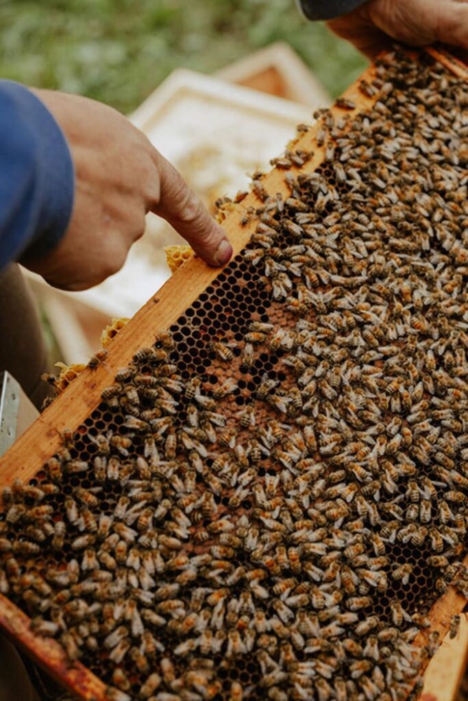 City Style and Living Magazine Summer 2025 How To Encourage The Bees hive dutchmans gold