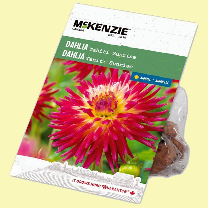 City Style and Living Magazine Summer 2025 We Tested These Garden Winners. Here Are the Results Home-Hardware-McKenzie-Dahlia-Tahiti-Sunrise-Flowering-Bulbs-