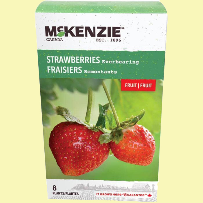 City Style and Living Magazine Summer 2025 We Tested These Garden Winners. Here Are the Results Home-Hardware-McKenzie-Everbearing-Strawberry-Bulbs