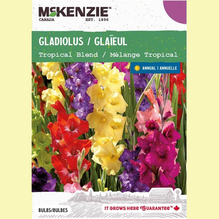 City Style and Living Magazine Summer 2025 We Tested These Garden Winners. Here Are the Results Home-Hardware-McKenzie-Gladiulus-Tropical-Blend-Flowering-Bulbs