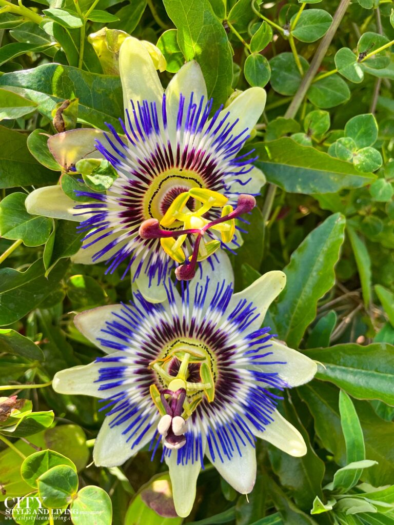 We Tested These Garden Winners. Here Are the Results
