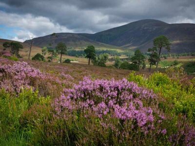 City Style and Living Magazine Summer 2025 7 Global Hikes Worth The Trek WildernessScotlandGlen-Feshie,-Cairngorms-National-Park