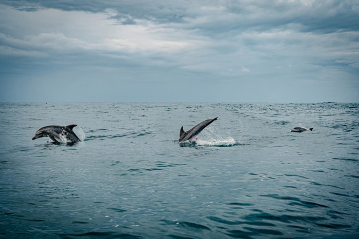 City Style and Living Magazine Summer 2025 The Best Beaches in South Africa sardine run dolphins