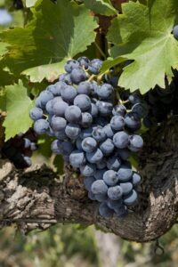 City Style and Living Magazine Fall 2025 Carmenere