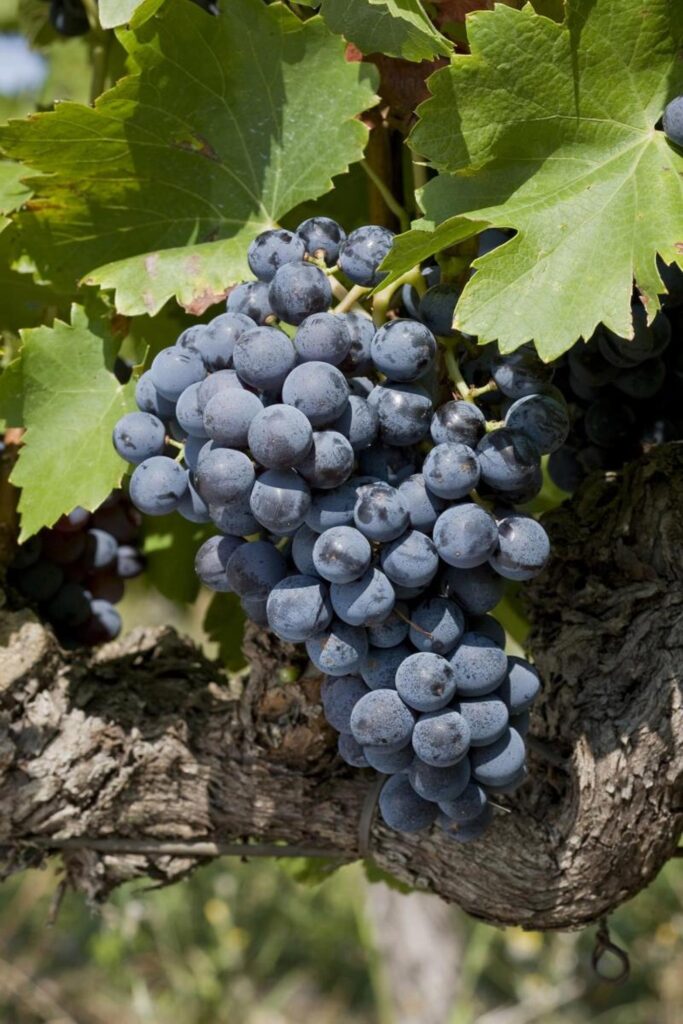 Why You Should be Carménère Curious