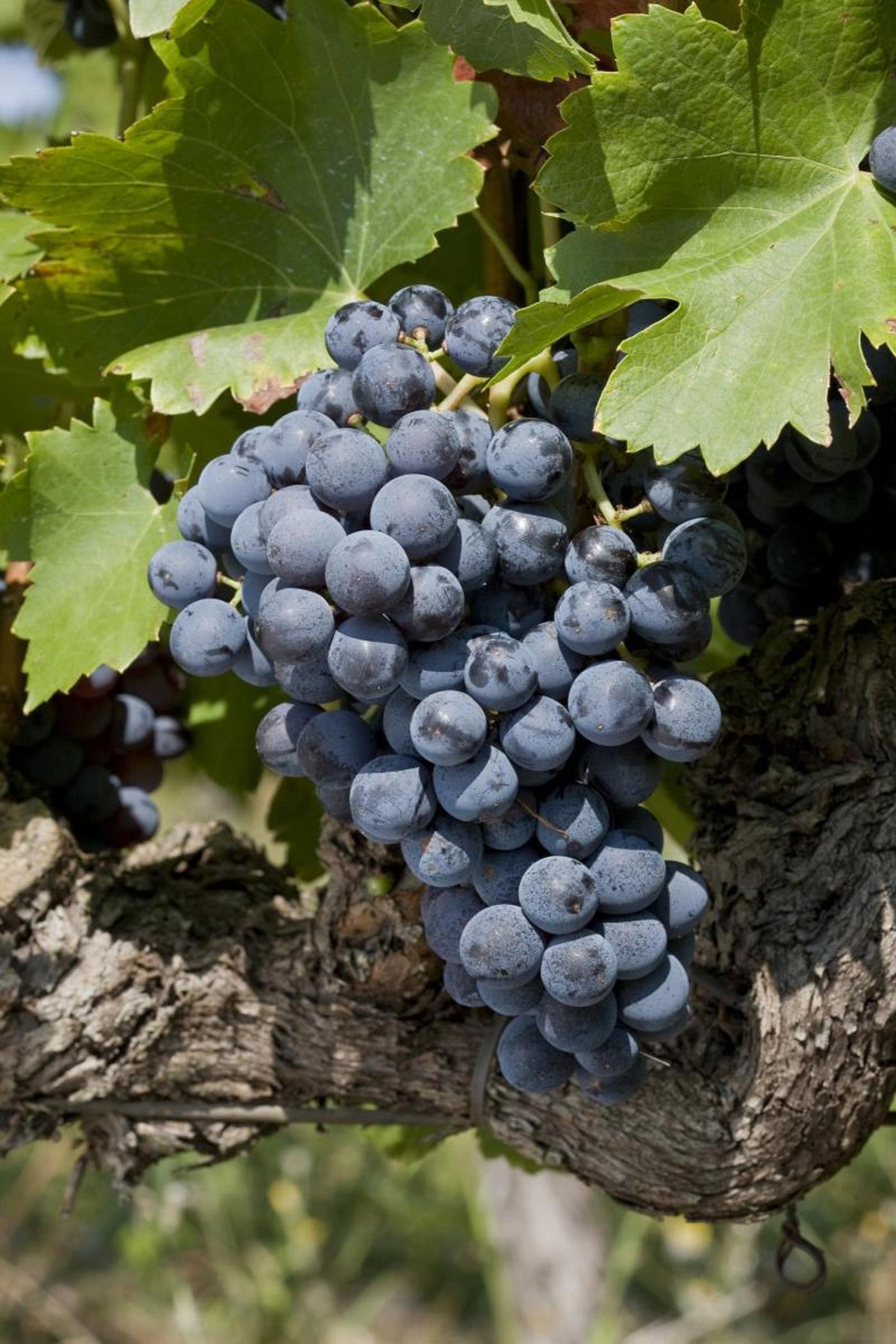 City Style and Living Magazine Fall 2025 Carmenere