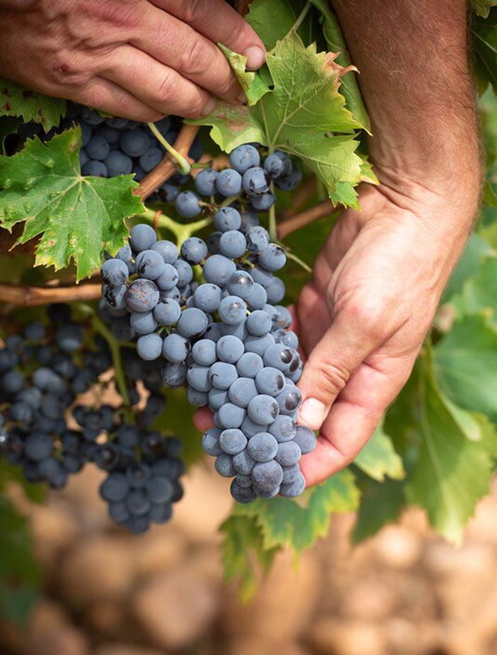 City Style and Living Côtes du Rhône red chilled wine grapes on vine
