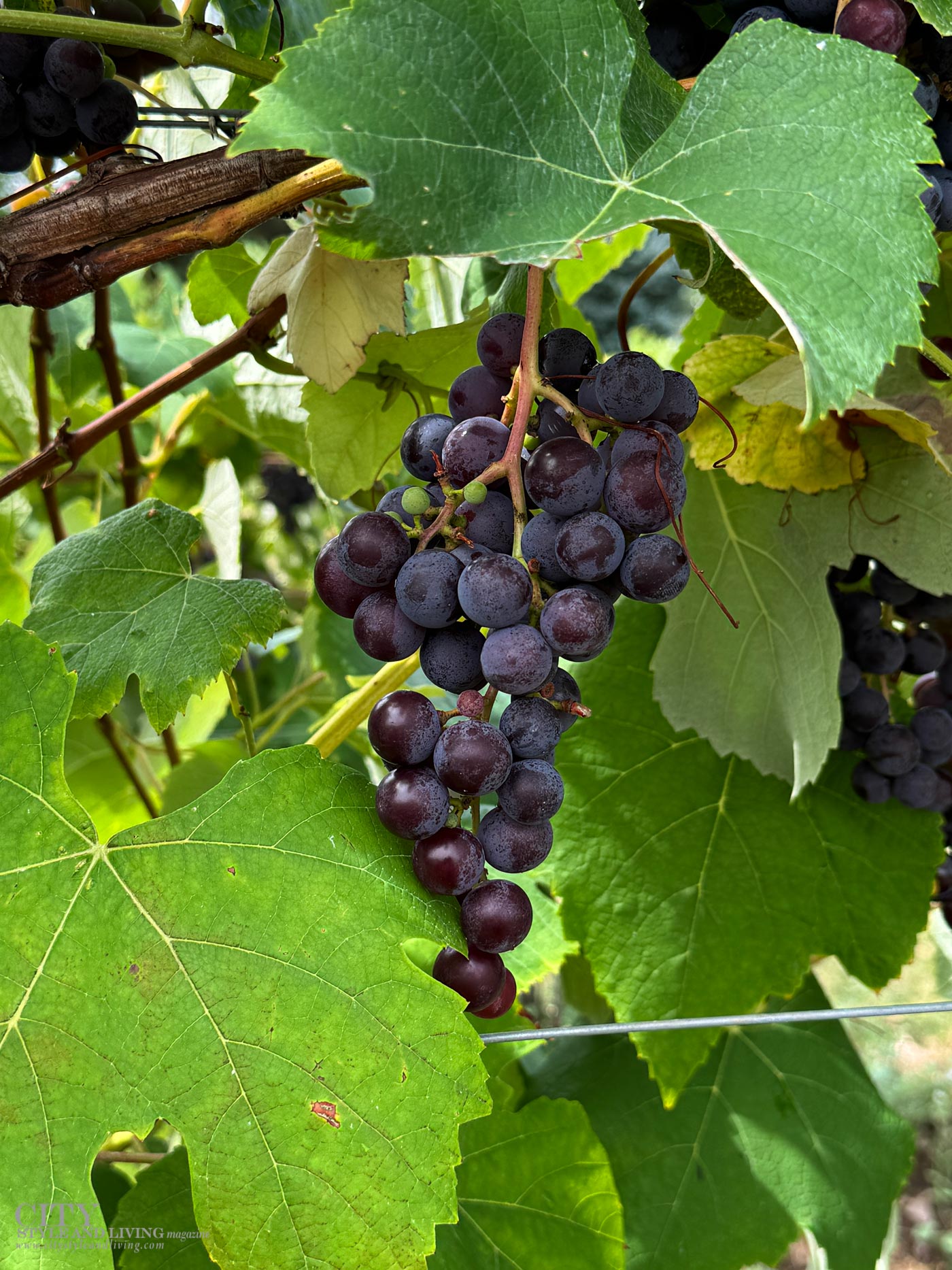 City Style and Living Magazine Winter 2025 Annapolis Valley Nova Scotia Wine Country Grapes hanging in vineyard 