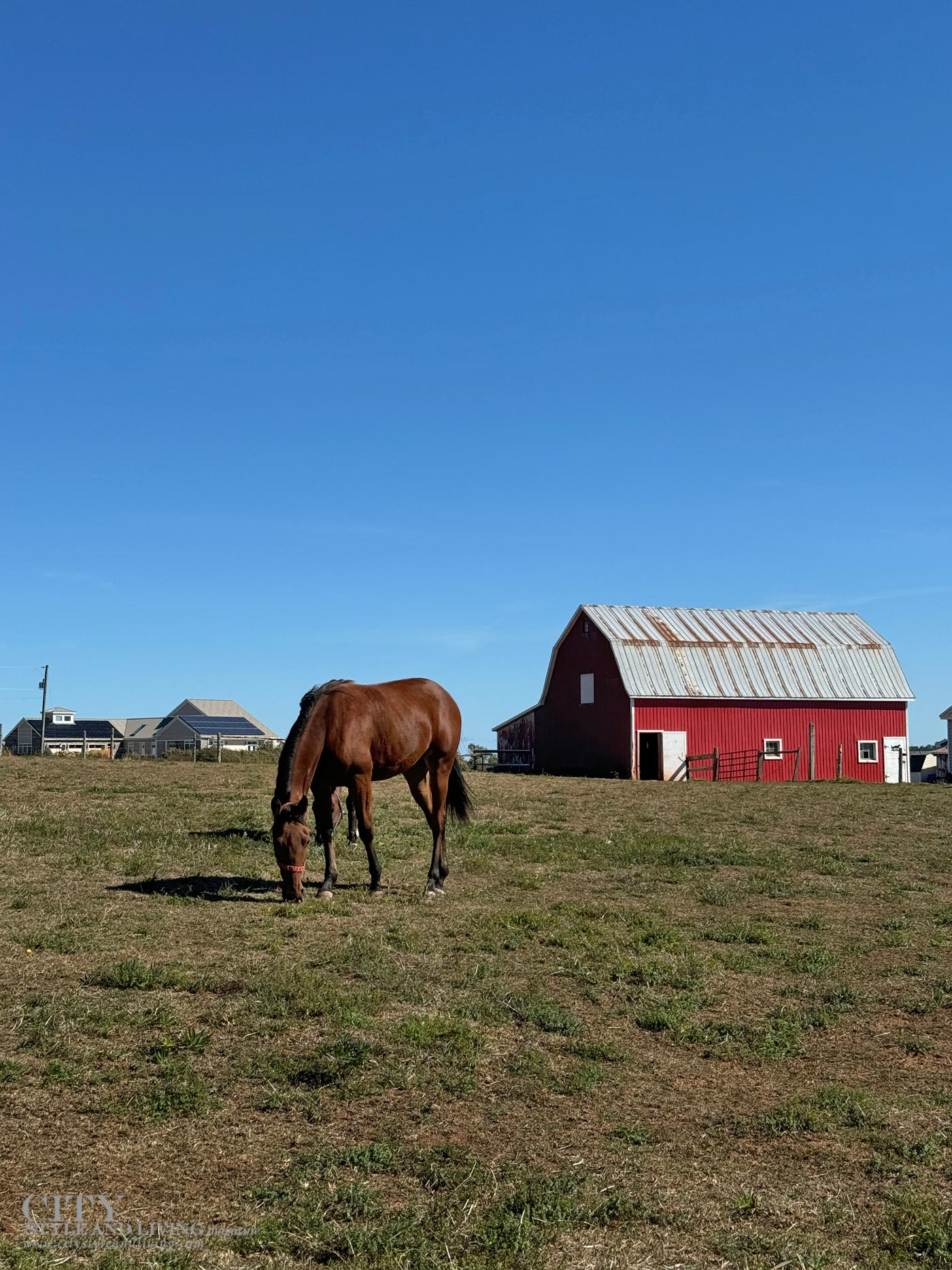 City Style and Living Magazine Winter 2025 We Drove This Vehicle 6,000 Kilometres Through The Canadian Maritimes, Here's How it Went Horse by red barn in Prince Edward Island