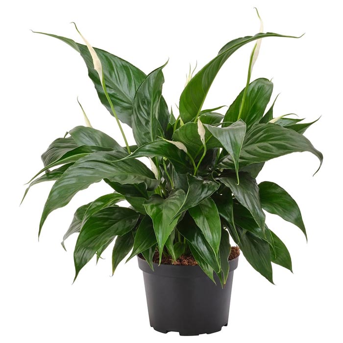 City Style and Living Magazine Spring 2026 Home Refresh IkeaSpathiphyllumPottedPlantPeace-lily
