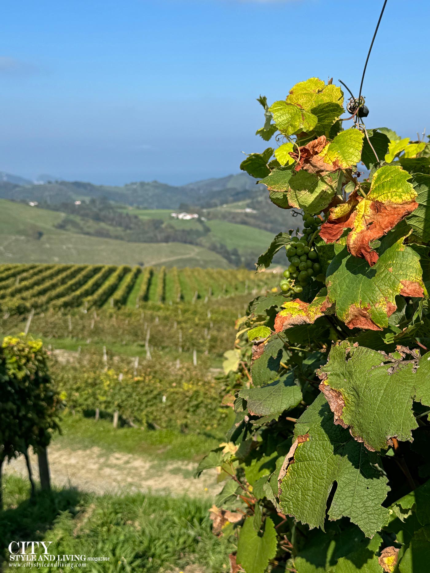 City Style and Living Magazine Spring 2026 Basque Country Spain Txakoli k5 vineyards