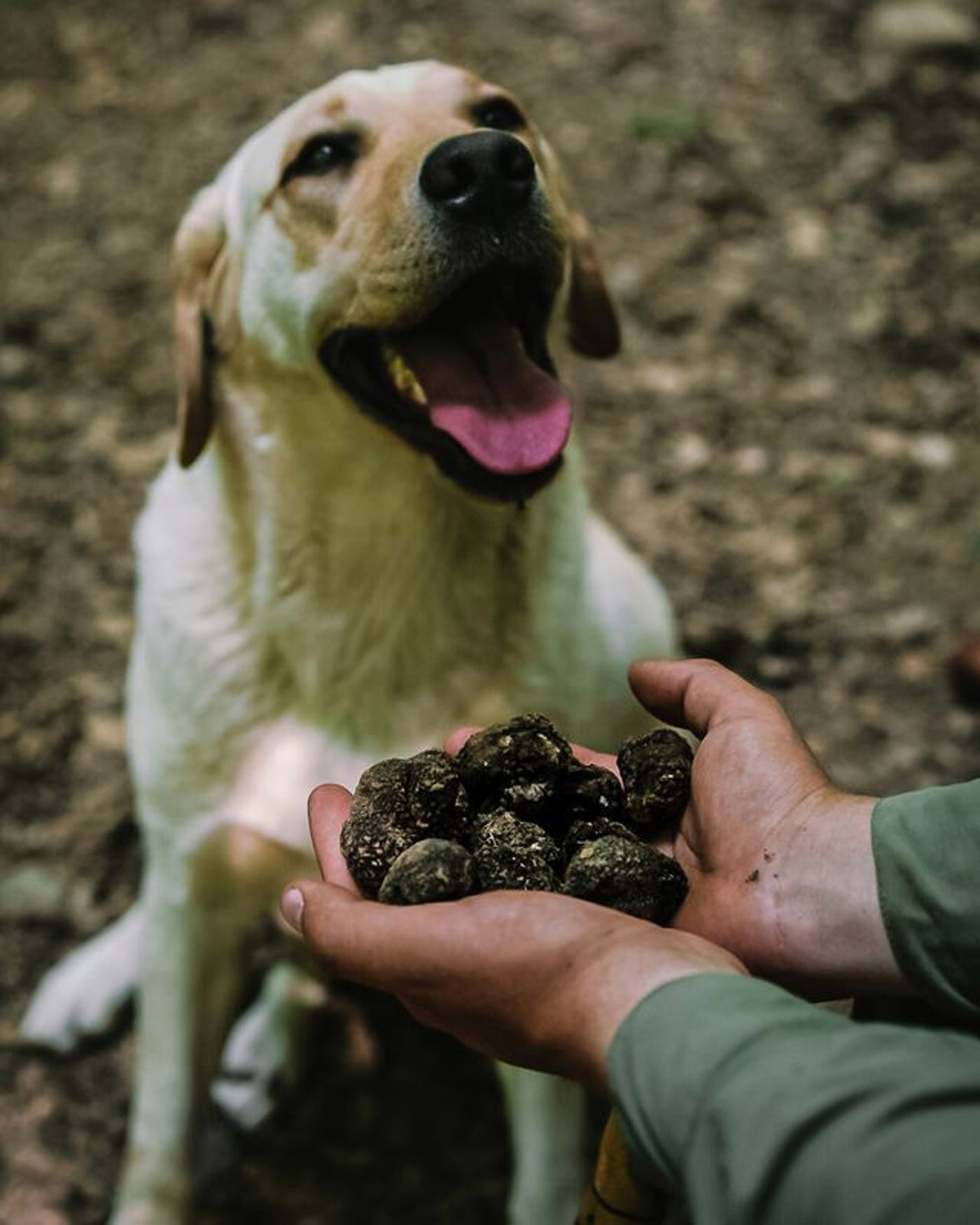 City Style and Living Magazine Fall 2026 Truffle Hunting in Istria truffle dog
