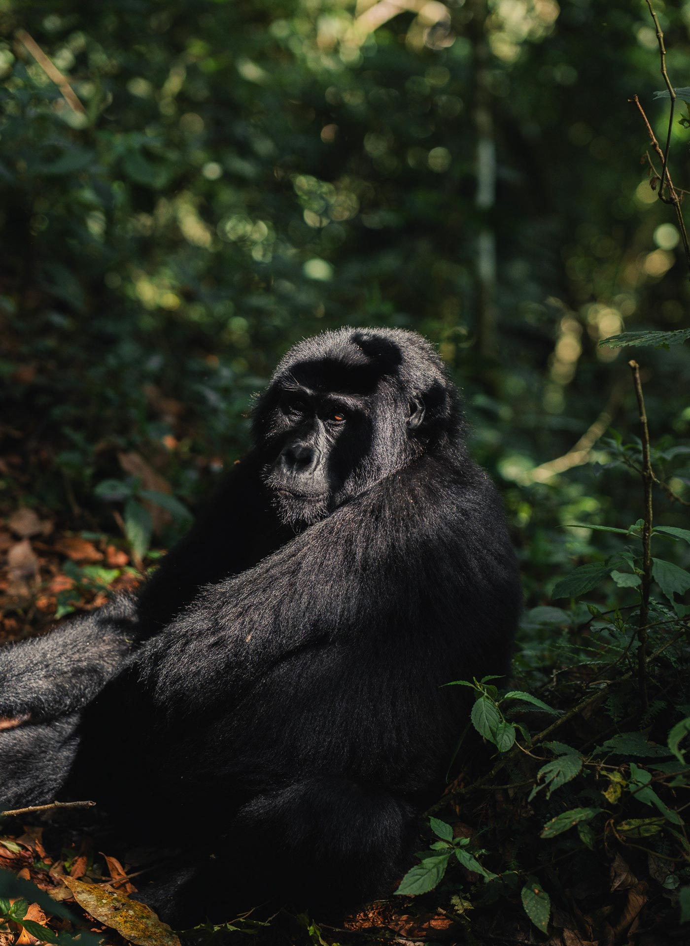 Celebrating World Gorilla Day Doesn’t Get Better Than This Ultra Private Lodge in Uganda’s Bwindi Impenetrable Forest